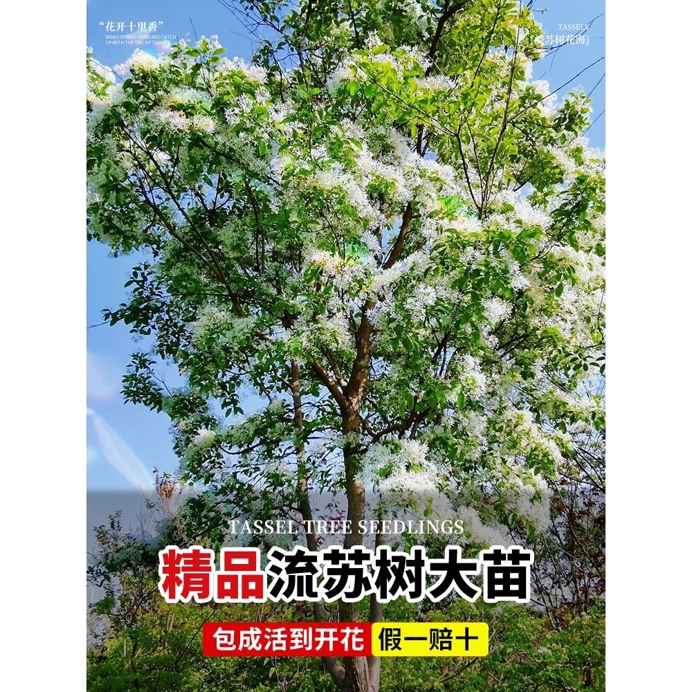 流苏花树苗庭院盆栽梦幻四月雪嫁
