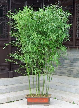 四季青竹毛竹钢竹楠竹常青不落叶