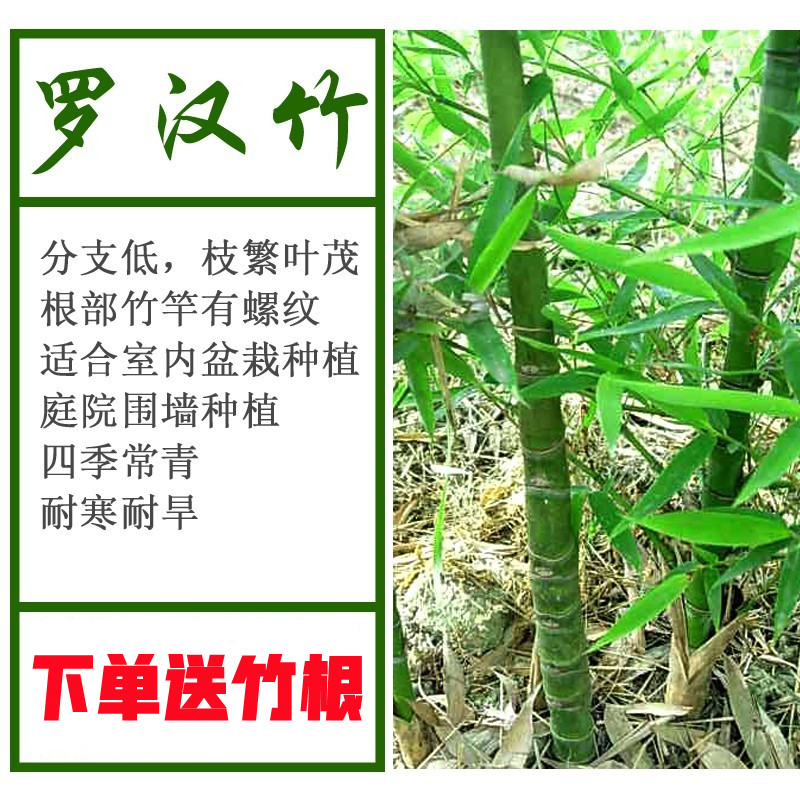 精品罗汉竹苗四季常青不落叶