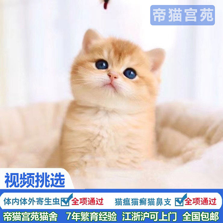 金渐层ny12猫幼猫英短蓝金宠物猫幼崽活物小猫长毛猫矮脚猫咪活体