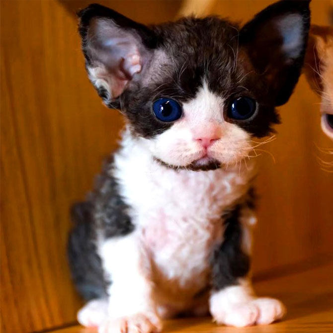 德文卷毛猫纯种幼猫黑白开脸不掉毛蓝眼高赛级血统帝王猫活体宠物