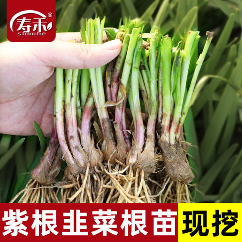 紫根韭菜根苗四季苗盆栽九菜红根子菲菜根种子种籽籽种宽叶