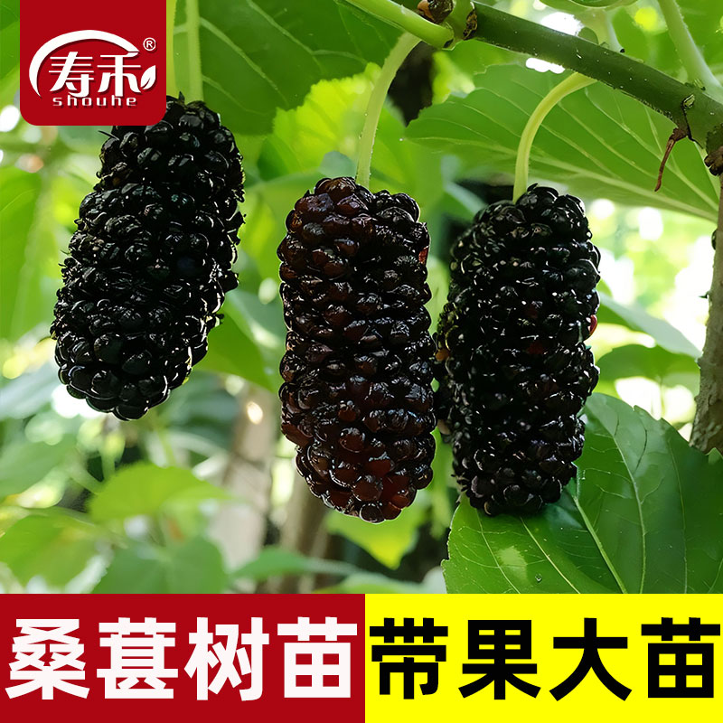 大果桑葚树苗甜台湾长果南北方黑大叶养蚕特大号白桑树盆栽果苗