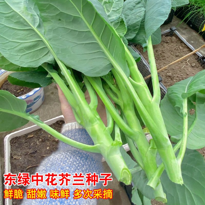 耐寒芥兰苗带土秧苗芥蓝菜种子菜籽广东潮汕芥兰菜籽种芥兰苔四季