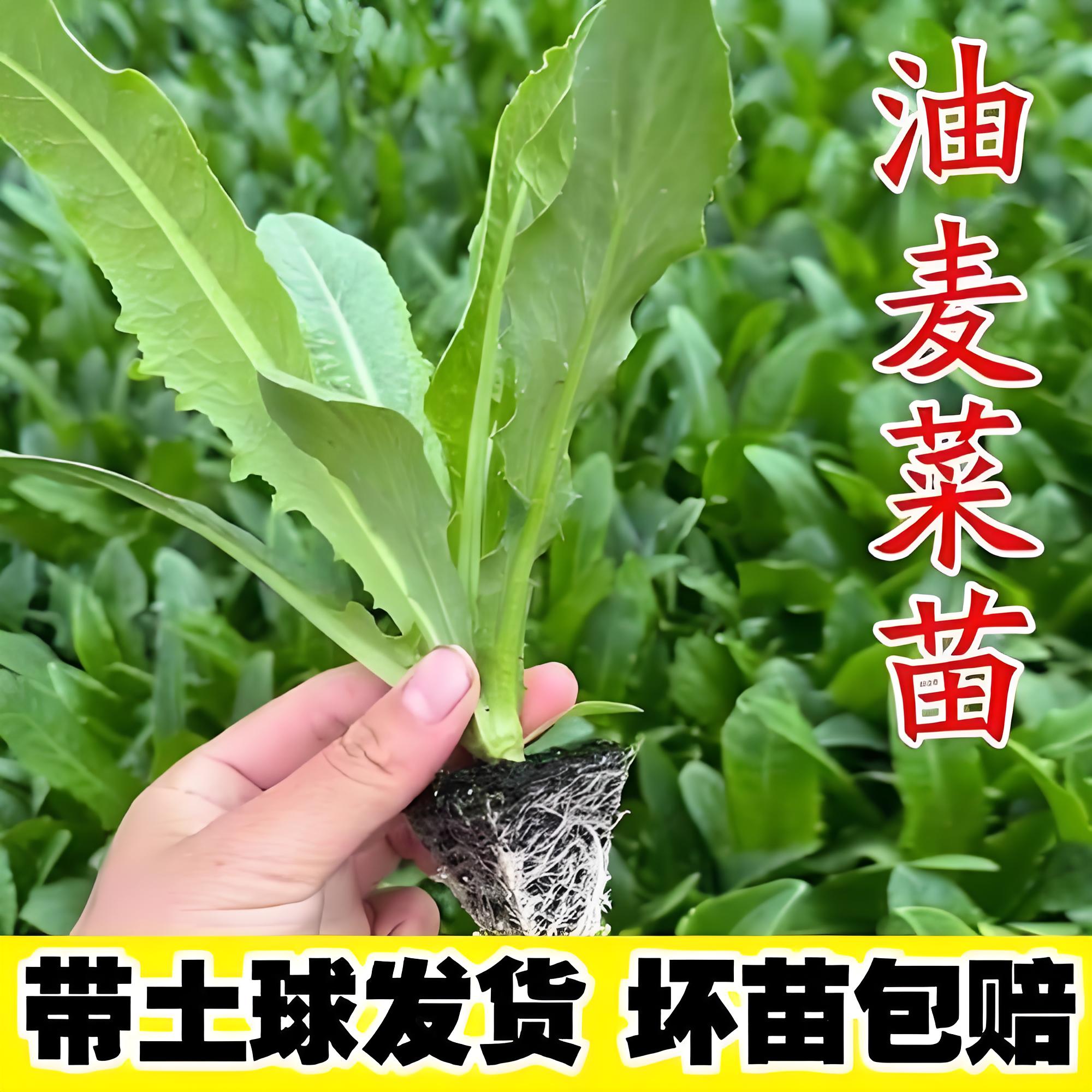 油麦菜苗带土秧苗老品种广东种子四季大叶籽种大全耐寒高产蔬菜苗