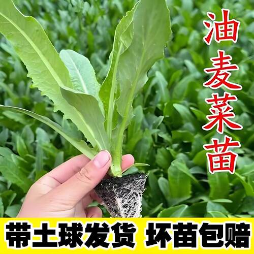 油麦菜苗带土秧苗老品种广东种子四季大叶籽种大全耐寒高产蔬菜苗