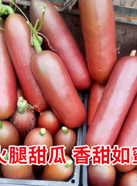 香如蜜火腿甜瓜种子种籽苗孑香瓜大全秧春季秧苗北方老品种菜苗