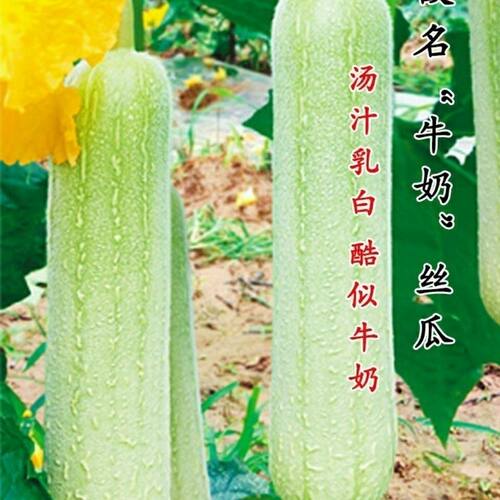 牛奶白丝瓜苗秧特大号老品种奶油丝瓜苗湖南白玉丝瓜苗高产蔬菜苗