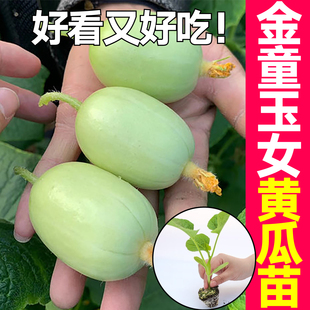 脆甜金童玉女黄瓜苗秧带土四季盆地水果黄爪种子高产胡瓜种籽本地