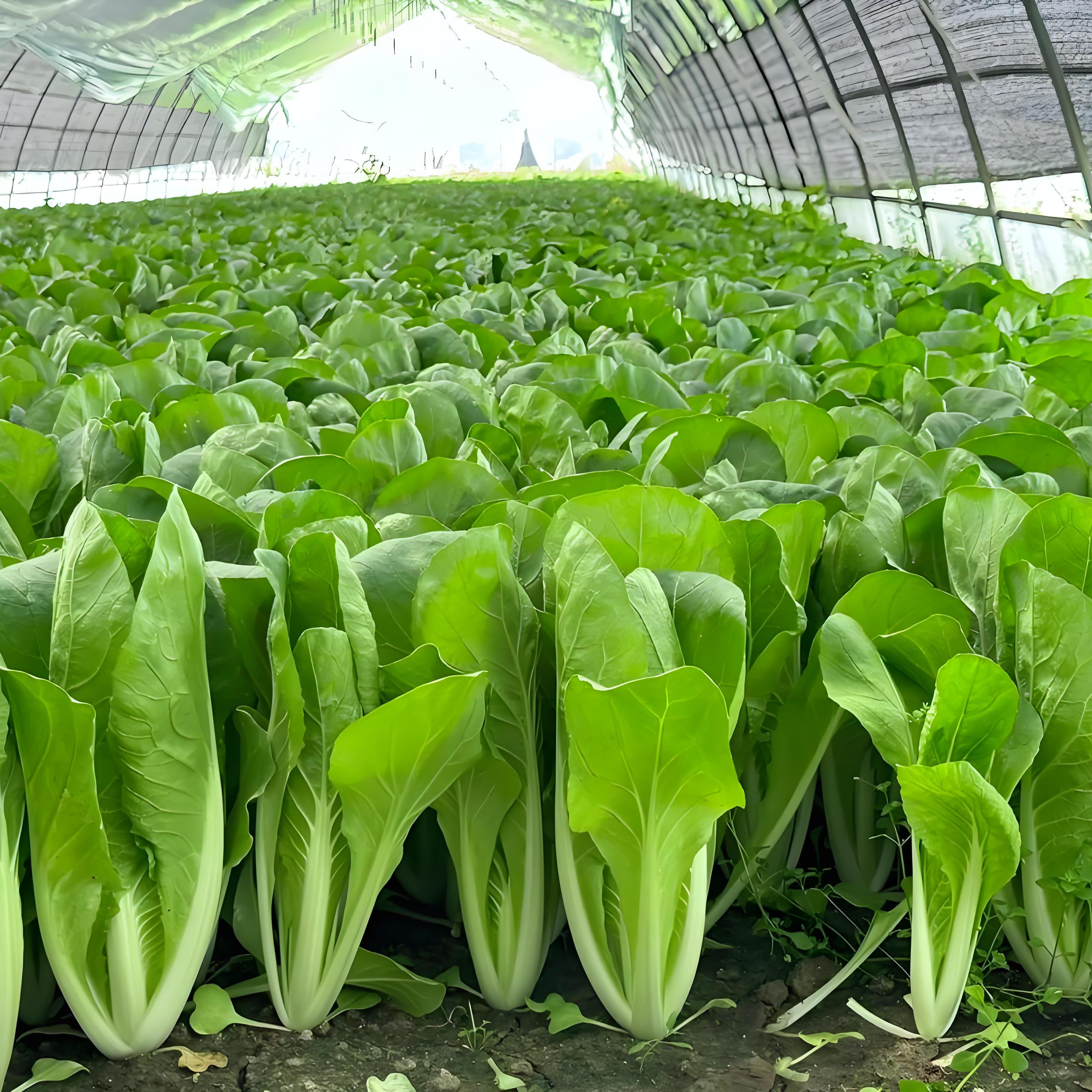 奶油快菜苗带土秧苗种子种籽四季小白菜蔬菜青菜菜种孑子籽种大全