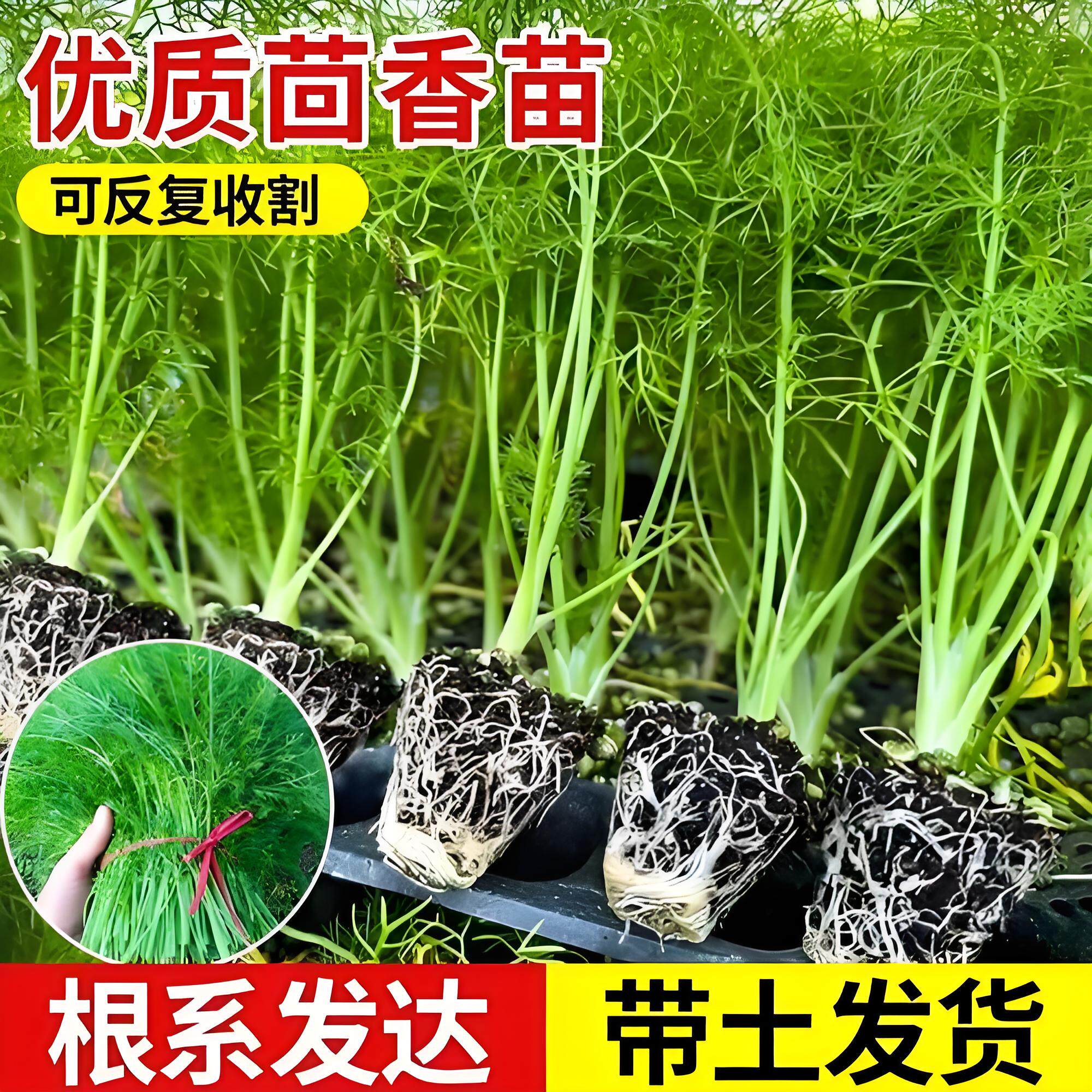 新鲜茴香苗带根秧苗根苗老品种茴种苗/半成品盆栽