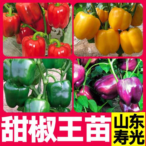 特大五彩甜椒王苗秧带土球红黄绿紫色方椒太空椒辣椒种子四季盆栽