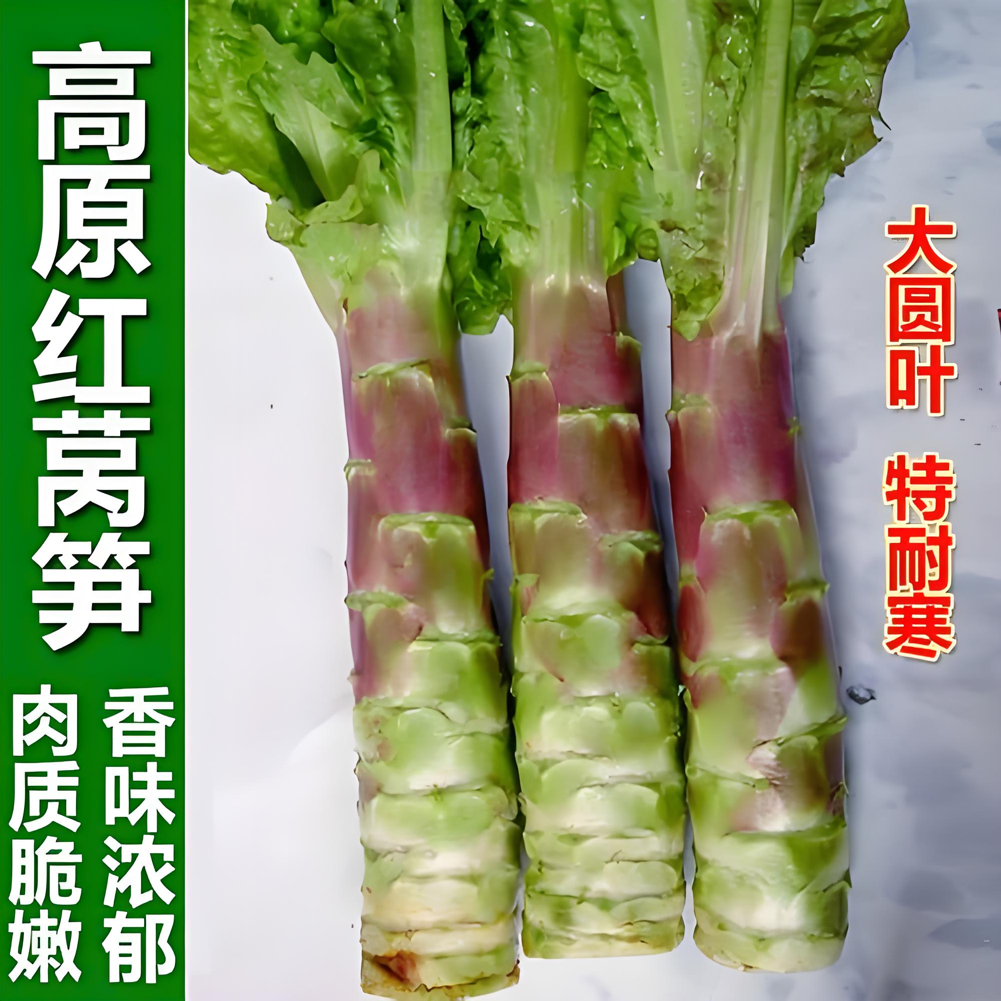 红皮莴笋秧苗带土莴苣香笋苗子青笋种籽莴苣菜种子耐寒四季老品种