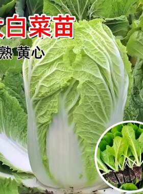 包心白菜苗带土大白菜苗山东寿光种子黄心耐寒本地老品种黄心秧苗