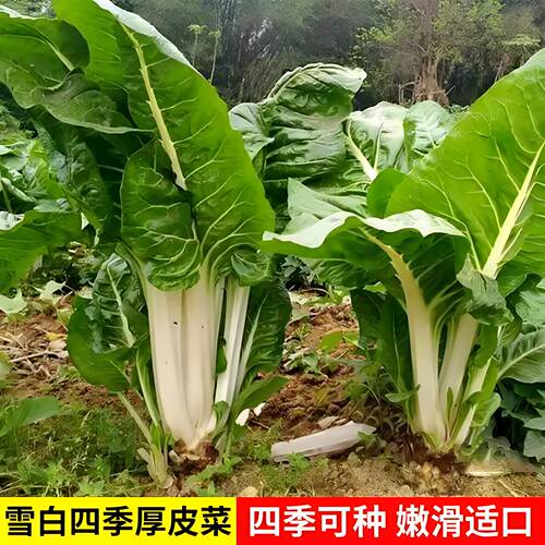 牛皮菜苗带土秧苗厚皮菜苗老品种根达菜种子青菜君达菜种莙荙菜种