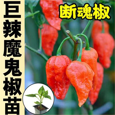 高产巨辣特辣魔鬼辣椒苗秧阳台盆栽四季印度红黄辣椒种子春秋四季
