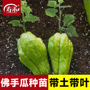佛手瓜苗秧瓜种带芽种子种籽子孑白种苗瓜苗发芽扶手瓜种植苗菜苗