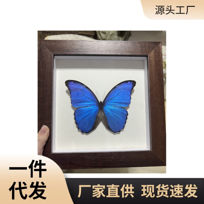 MNX2蓝闪欢乐n女神闪蝶晶闪未展翅原蝶真蝴蝶标本