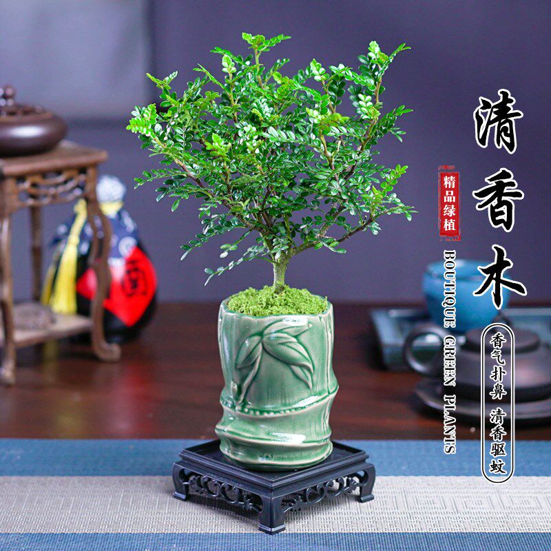 清香胡椒木盆栽客厅室内办w公室绿植盆景好养庭院植物精致美观