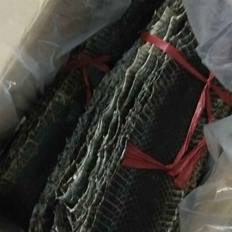 乌稍蛇皮 京胡蛇皮整条u京胡蛇皮 京胡蒙皮 蛇皮 乌蛇皮