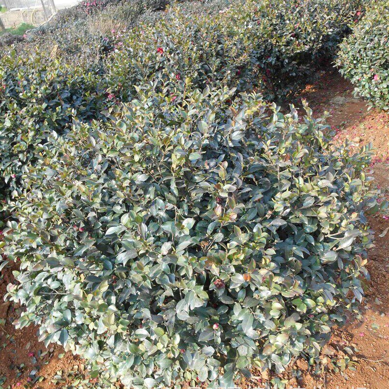 茶梅 耐寒f茶梅树 80-100-120-150cm茶梅球 庭院绿化 规格齐