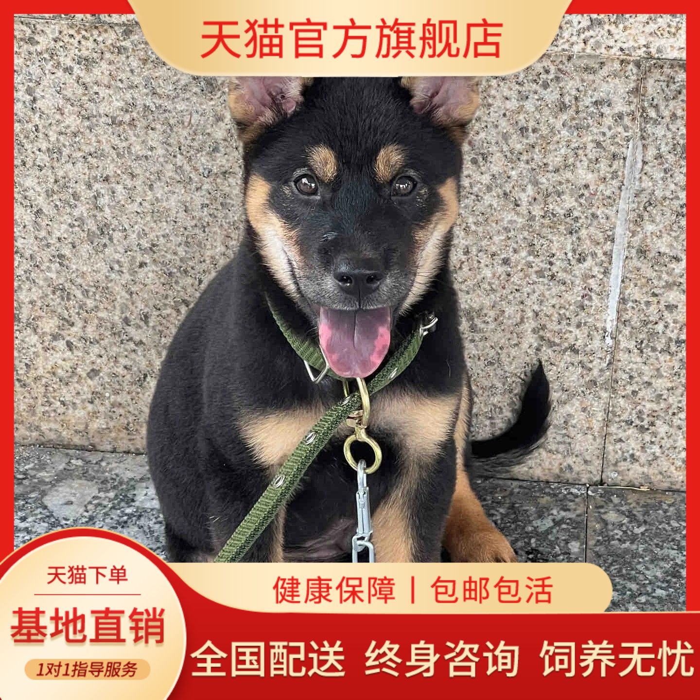 小狗赶山犬银好养活体狗好看