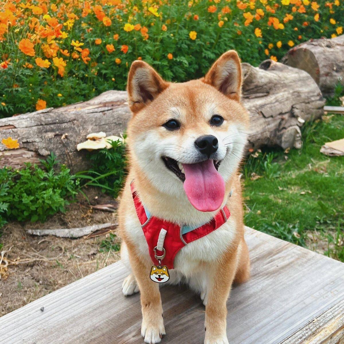 柴犬纯种幼犬黄色短毛小狗狗单血统宠物犬帅气日本活体狗赤色精品