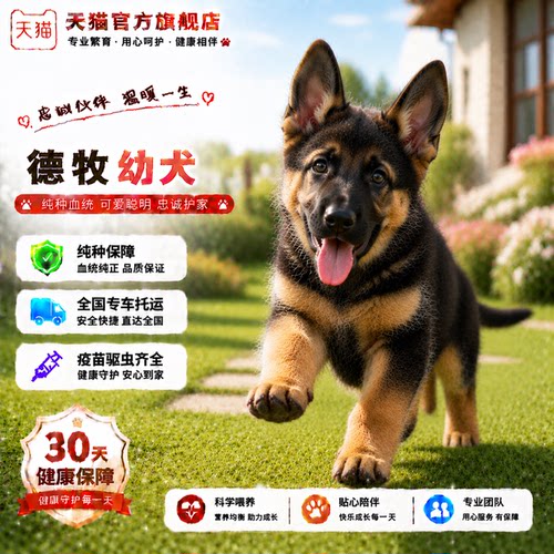 高智商便宜霸气幼宠大型犬家养