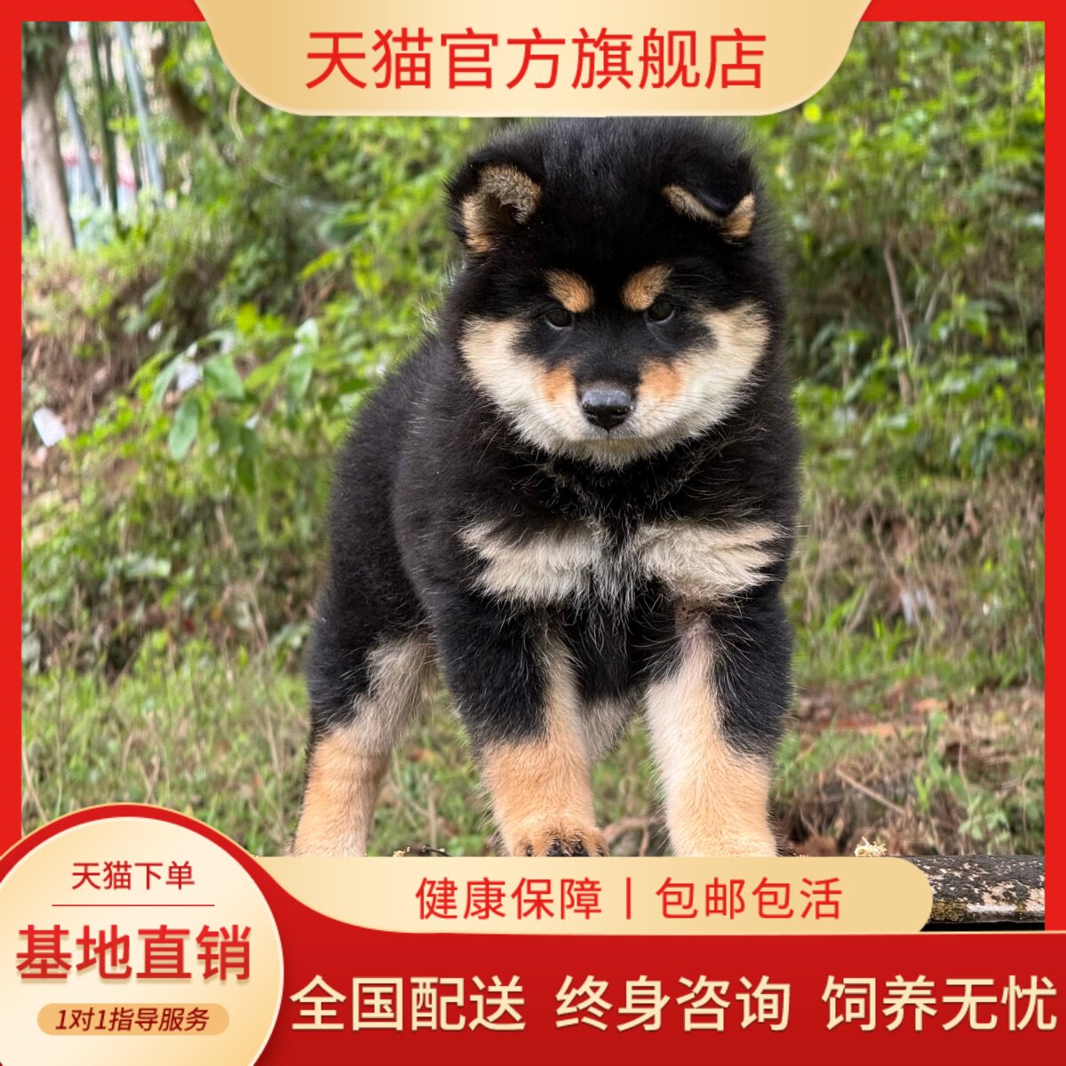 纯种中华田园犬四眼铁包金四眼狗广西土猎狗狗幼犬宠物活体看家狗