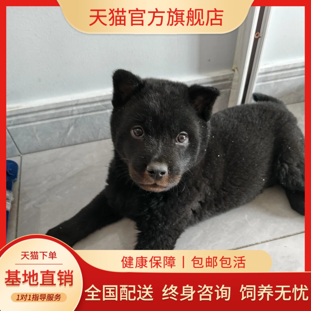 土松土狗全黑犬土猎犬看家护院