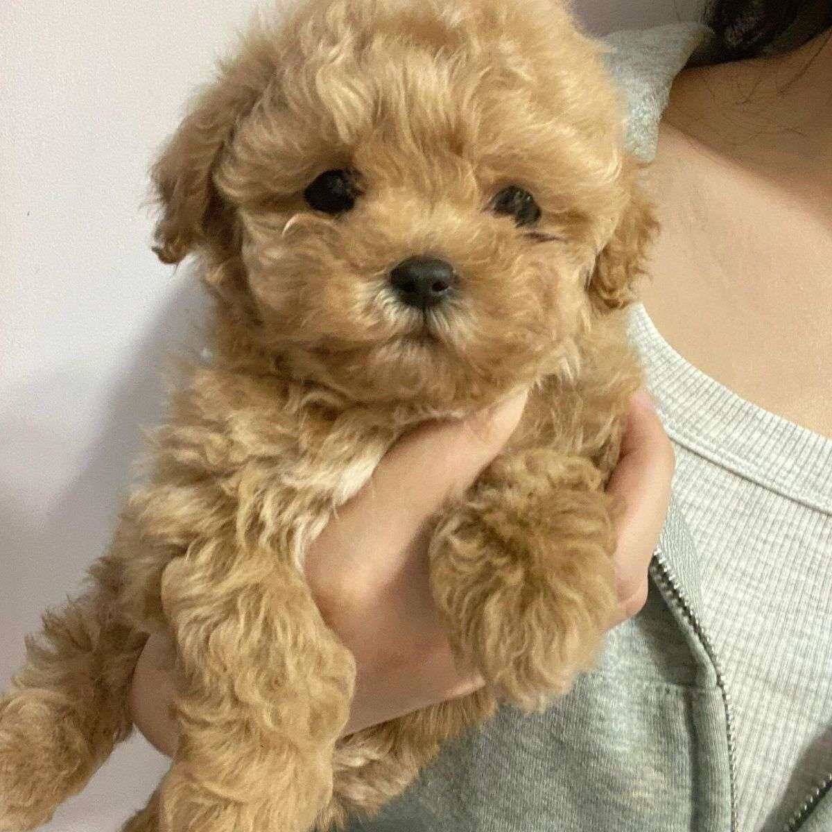 泰迪纯种幼犬陪伴小体型幼崽网红家养贵宾犬超萌长不大狗家庭犬狗