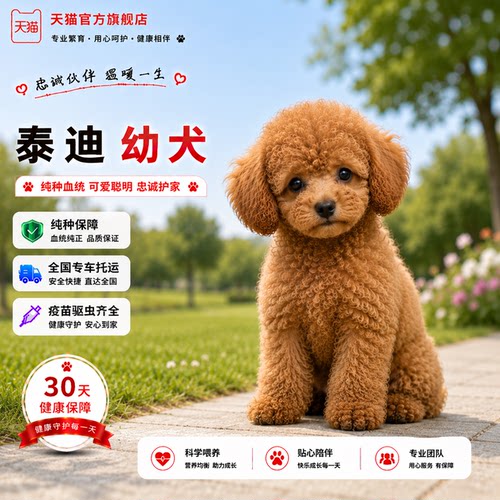 长不大陪伴红棕色可爱超萌家养狗