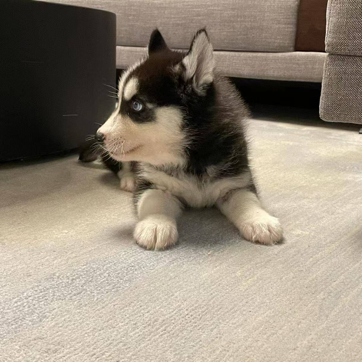 哈士奇纯种幼犬黑色活体三火宠物中型犬真狗家养二哈可爱听话狗狗