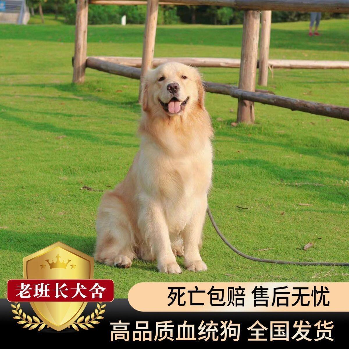 看家小狗导盲犬犬护主温顺家养