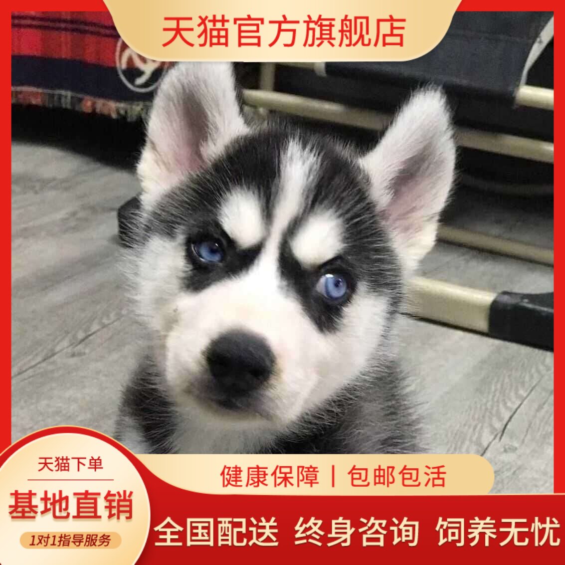 二哈狗大骨架好养宠物真狗狗活泼