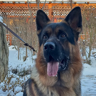 纯种德牧幼犬活体大型犬警犬弓背正宗黑背幼崽狼狗护主德国牧羊犬