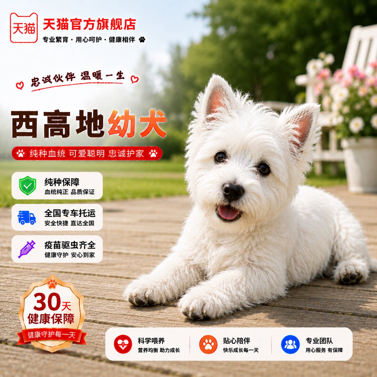 宠物白梗狗幼宠可爱软毛白色狗