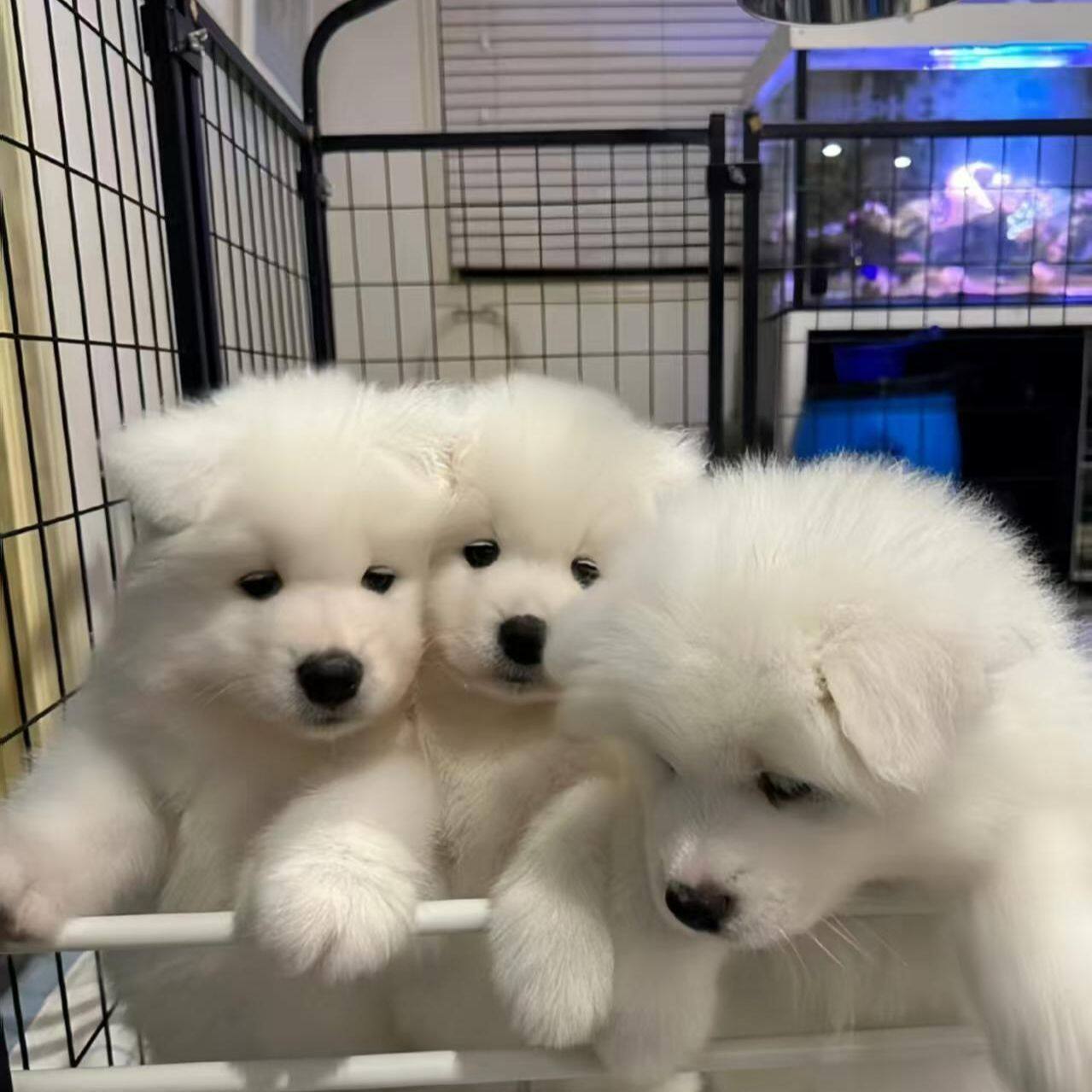 萨摩耶纯种幼犬粘人活体聪明可爱型陪伴犬圆脸网红家养宠物狗便宜