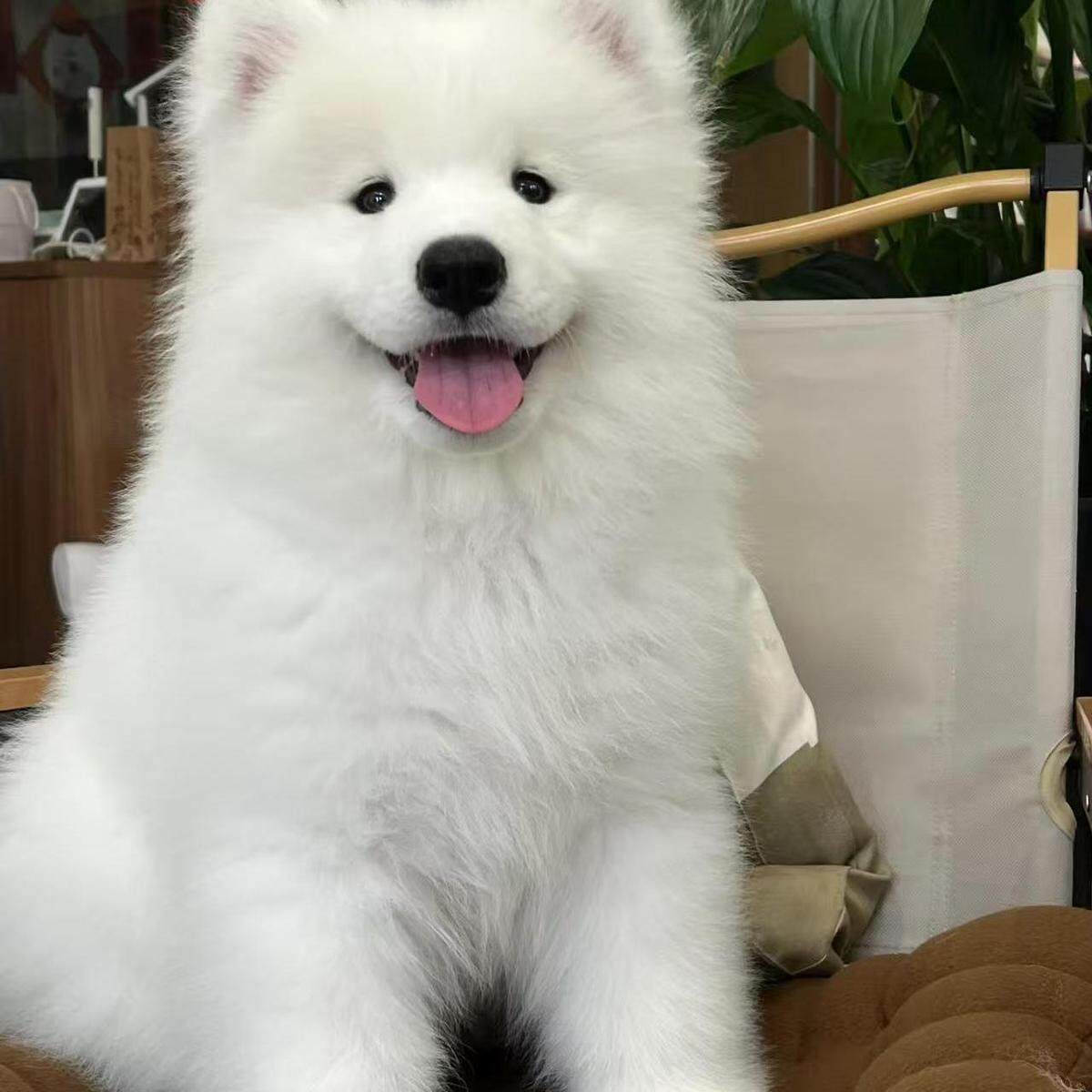 萨摩耶纯种幼犬幼宠便宜家养活物治愈纯白粘人好养幼崽微笑天使狗
