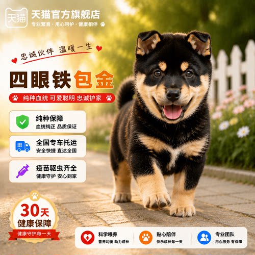 中华田园犬狗狗护主正宗好养好看