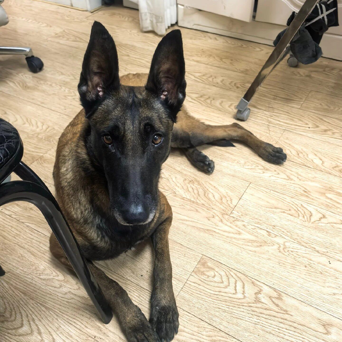 便宜霸气看家狗护卫犬晕寻南