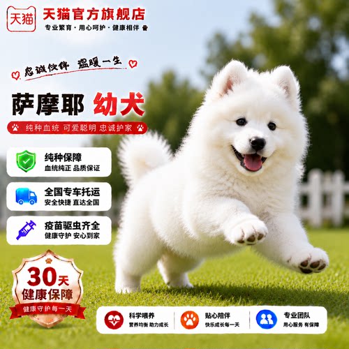 大骨架纯白聪明可爱型圆脸治愈