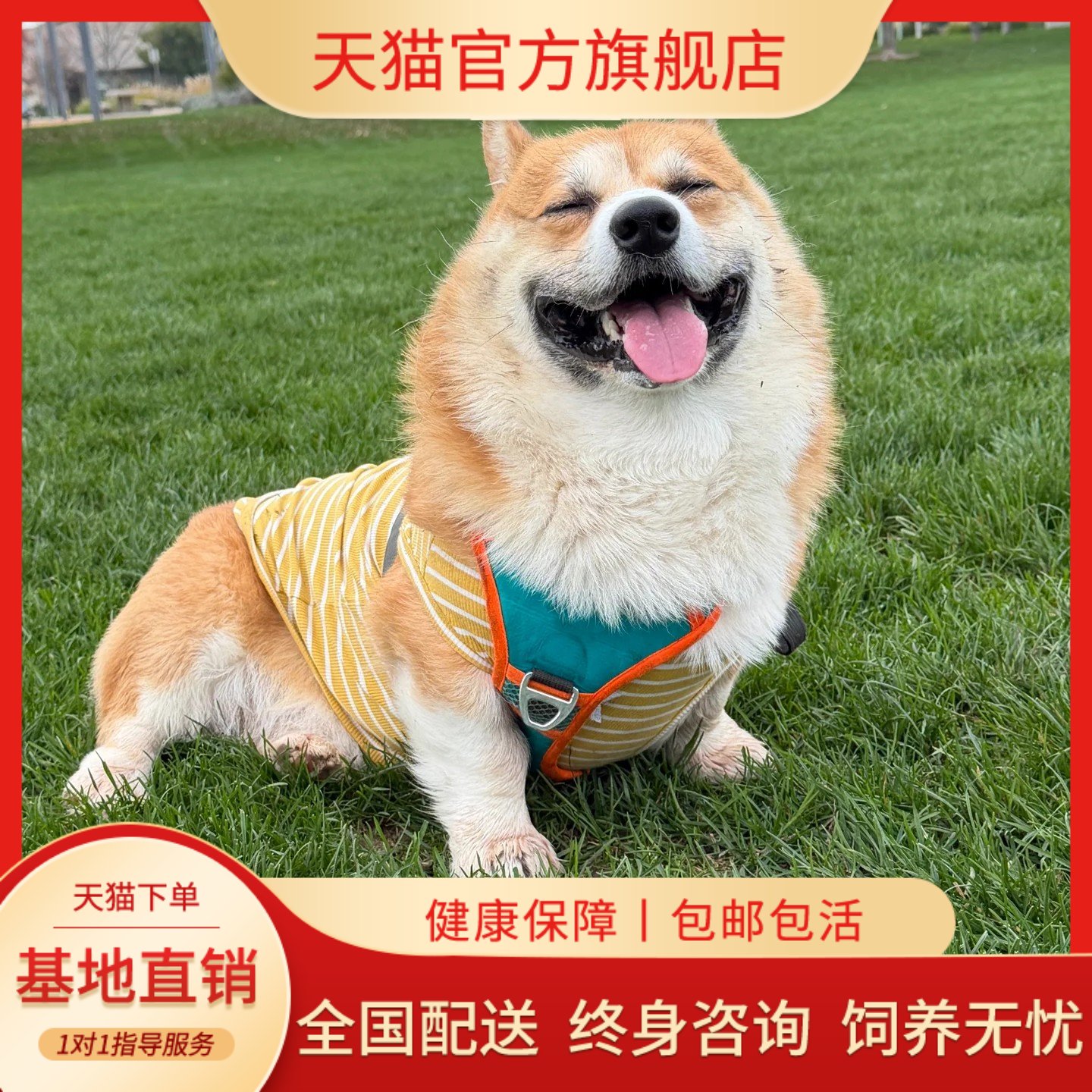 宠物狗伴侣犬狗狗超萌爱晕容