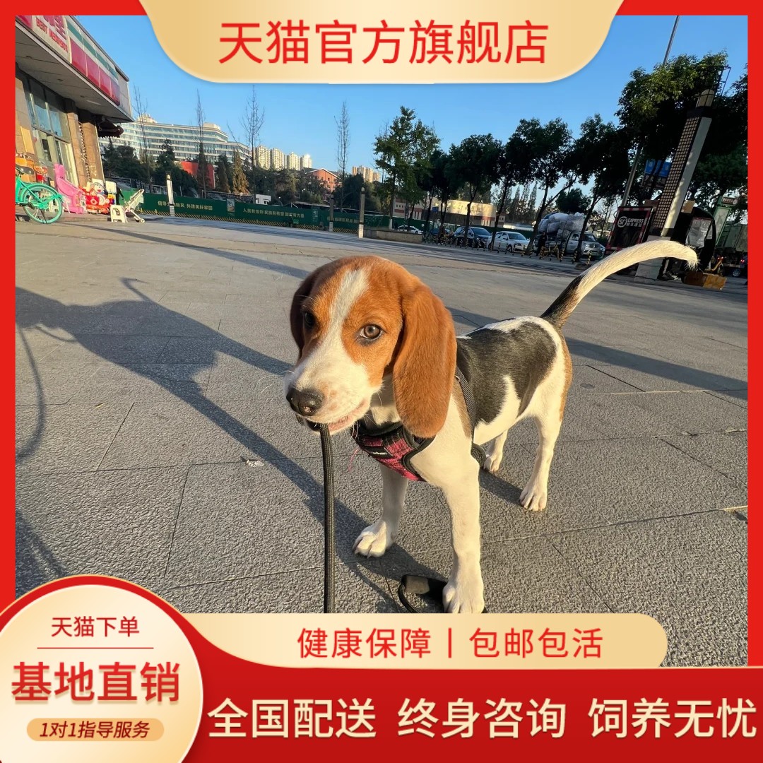犬狩猎犬可爱大头猎狗小型犬