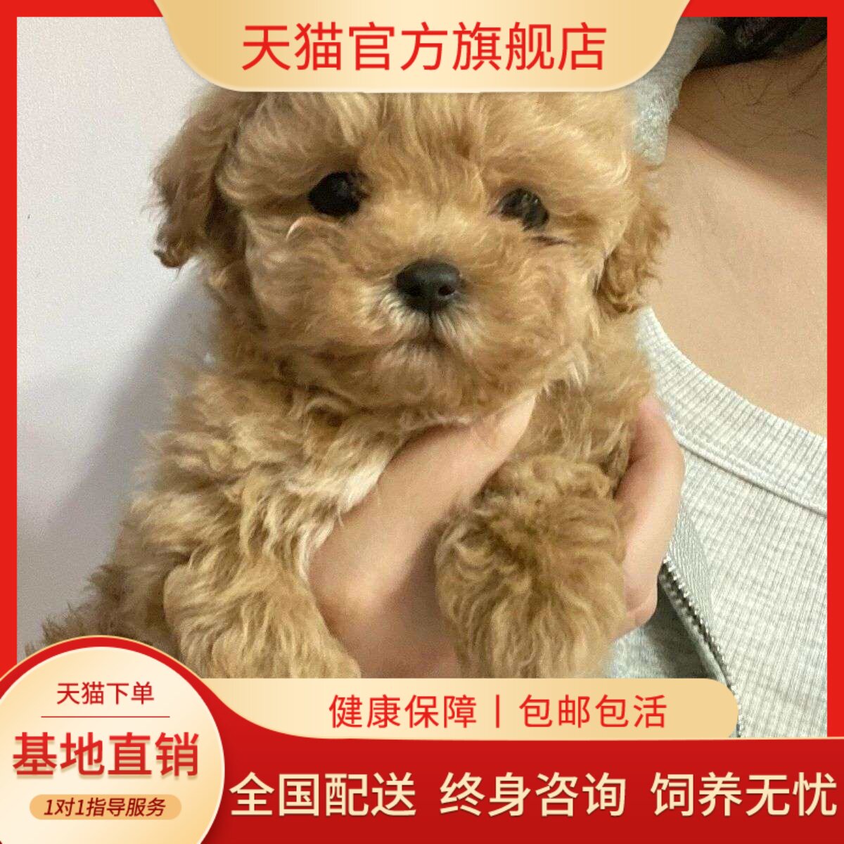 家养贵宾犬超萌长不大狗家庭犬狗