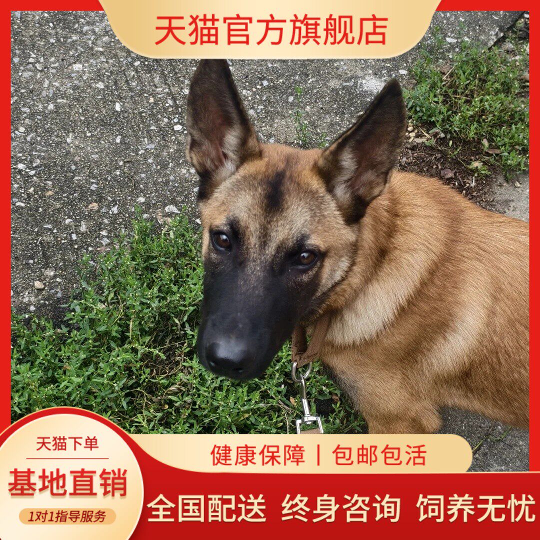 比利时牧羊军犬看家护院小狗宠物