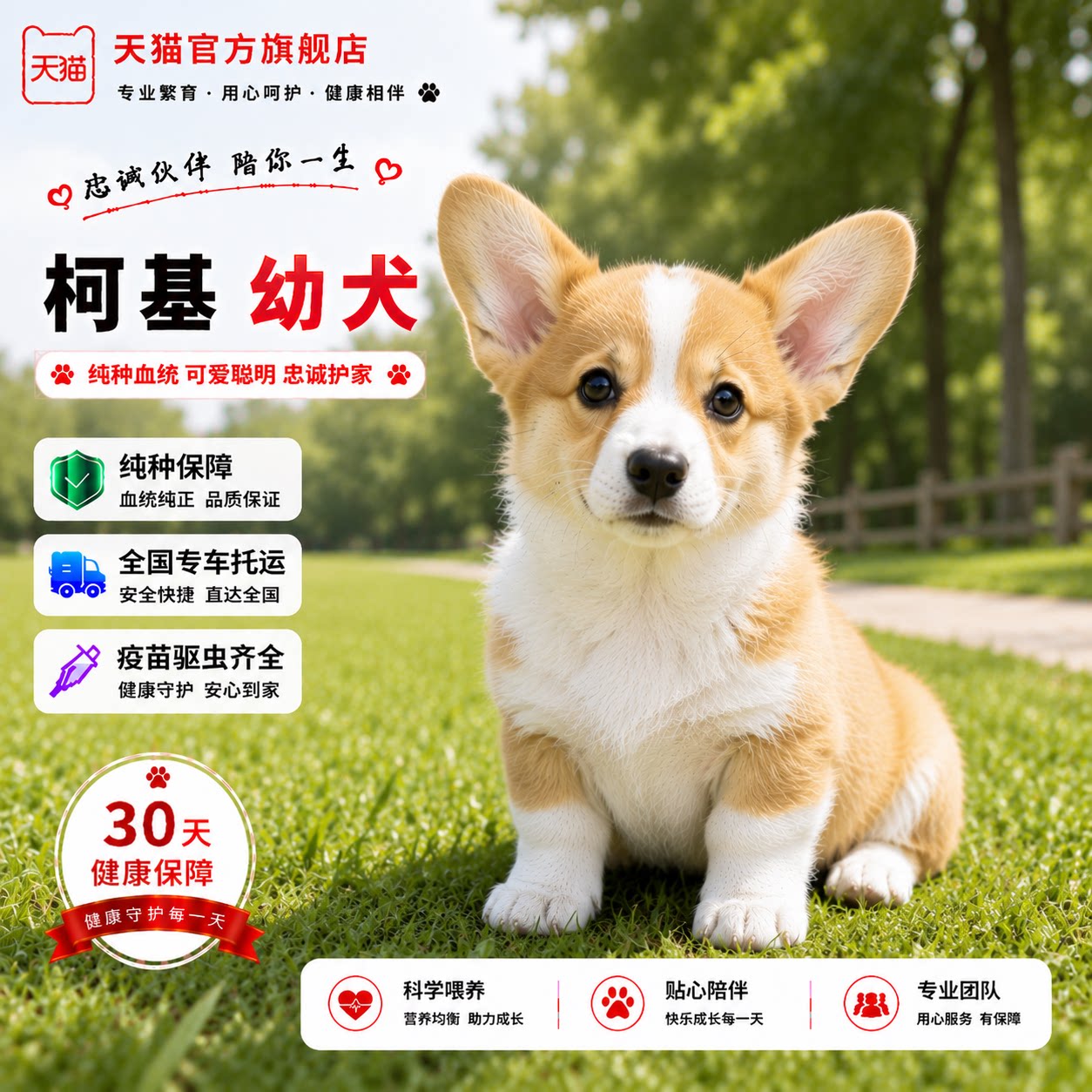 活物听话黄白花超萌可爱活体狗狗