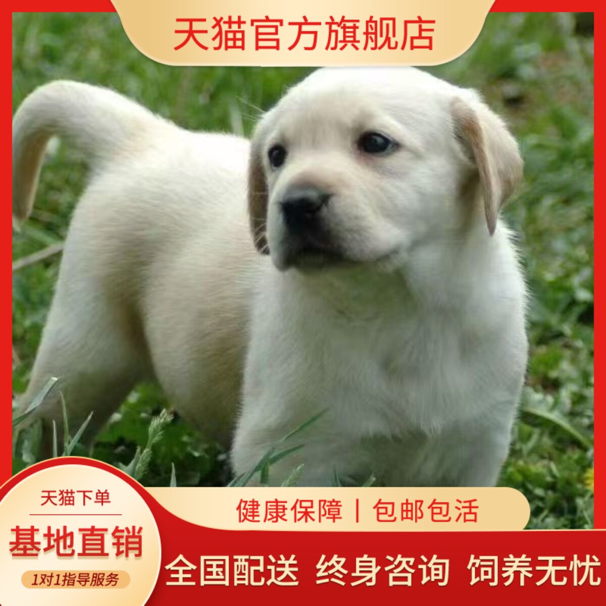 工作物伴侣犬好养听话不掉毛狗