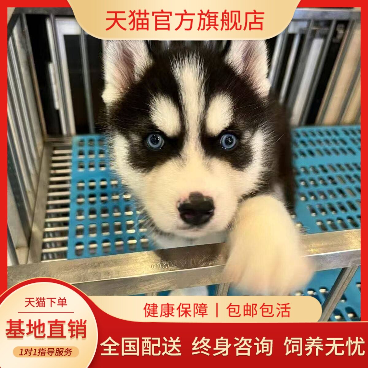 黑色宠物幼崽雪橇犬三火活体听话