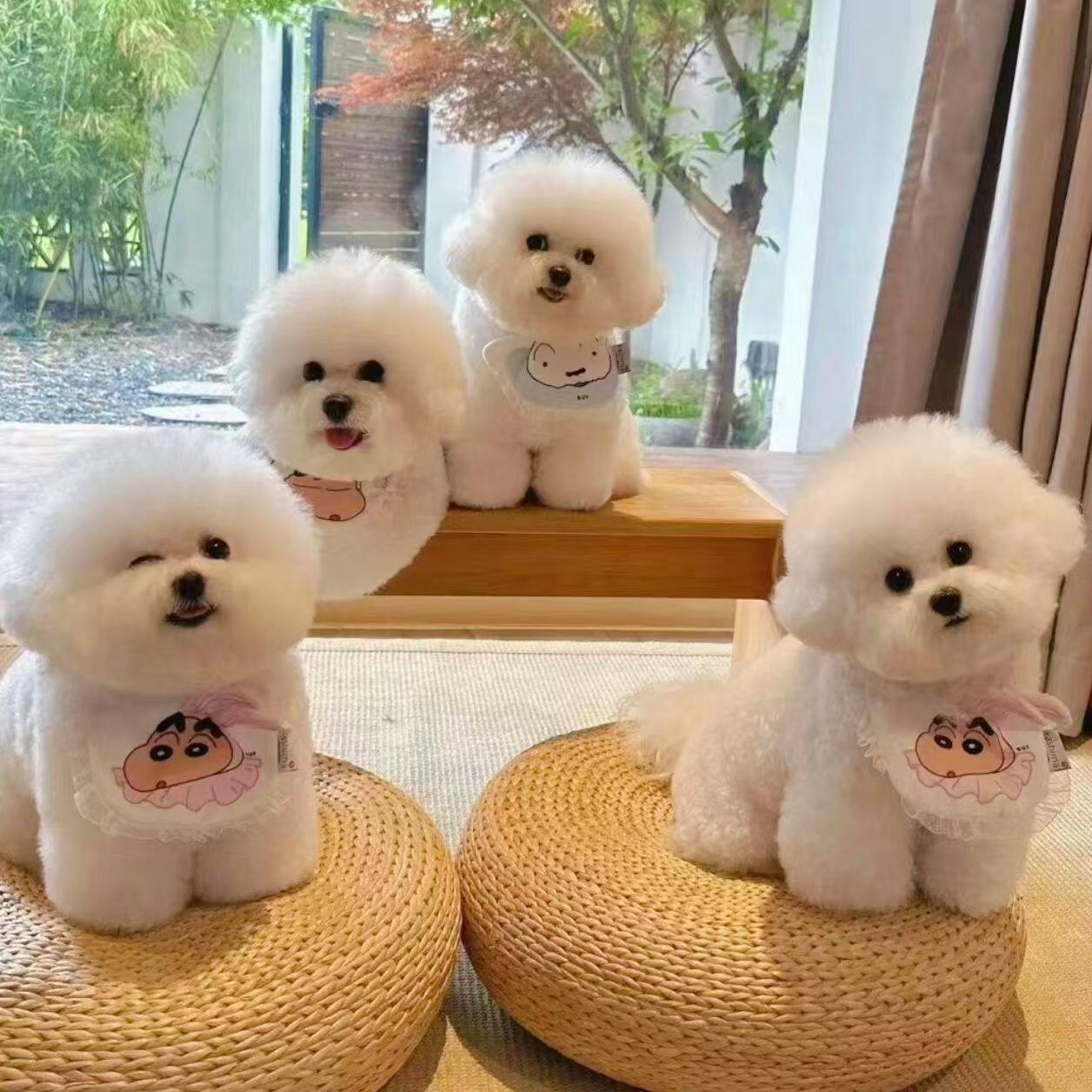 比熊纯种幼犬犬白色家养球形迷你活体长不大便宜活物网红狗狗可爱